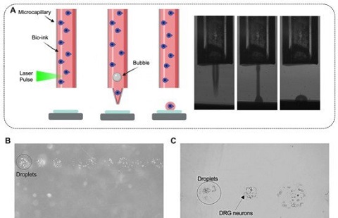 極光創(chuàng)新：新技術(shù)可以成功3D打印活老鼠腦細胞